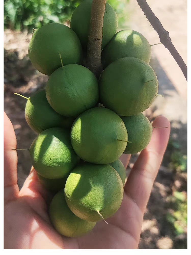 衡阳夏威夷果澳洲坚果种子盆载开心果种子四季果种子盆栽地栽阳台果籽