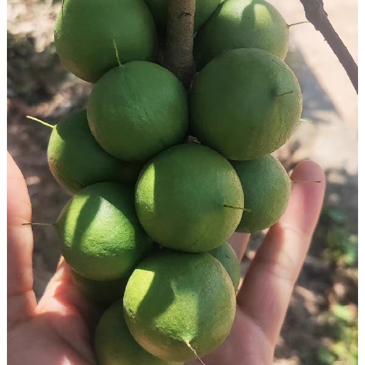 夏威夷果澳洲坚果种子盆载开心果种子四季果种子盆栽地栽阳台果籽
