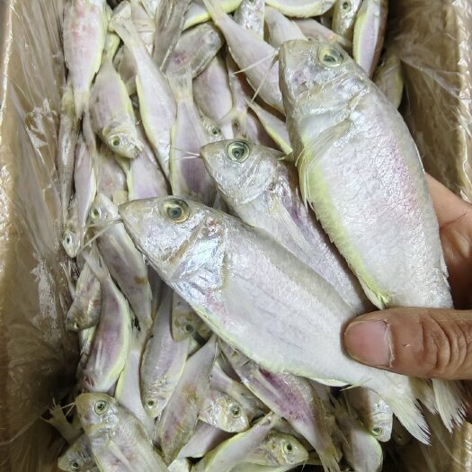 北海龙须鱼，靓仔须鱼，厚鳞鱼干自产干货海味红中鱼咸香下饭下粥