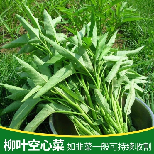 柳叶空心菜种子竹叶空心菜籽种四季盆栽阳台蔬菜种孑