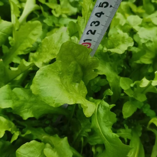 六盘水荠菜批发
