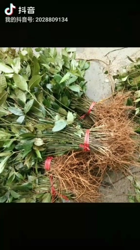 草珊瑚种苗 九节茶 满山香 观音茶适合发展林下经济