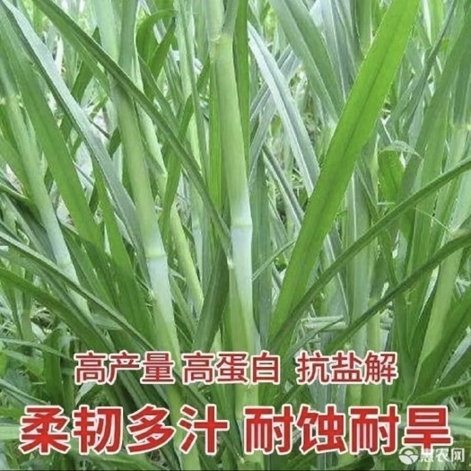 普安县黄竹草种子，甜象草种子，新黄竹草种子，牧草种子
