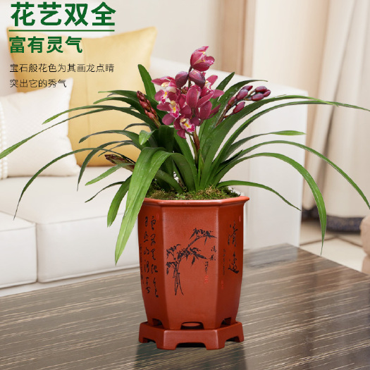 英德市蕙兰  兰花红宝石浓香型四季兰室内客厅办公室花卉盆栽净化空气