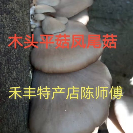 南平平菇菌种 平菇凤尾菌种椴木木头树上种植栽培菌种平菇菌包3级栽