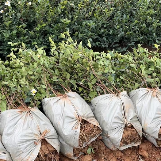 抚州长林系列油茶苗油茶苗