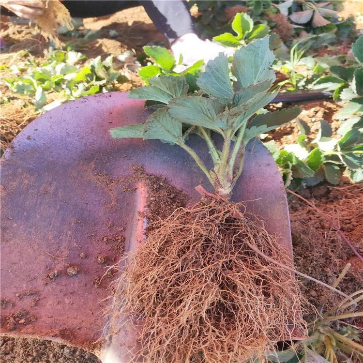 自产四季草莓苗 蒙特瑞草莓苗 圣安德瑞斯草莓苗 基地批发