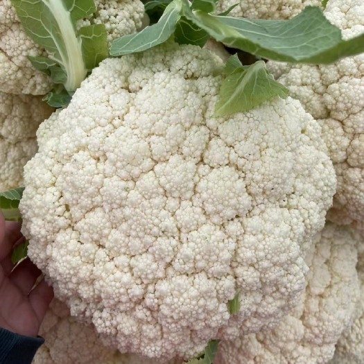 白花菜、青梗白面、根平叶净、产地直供、货源充足