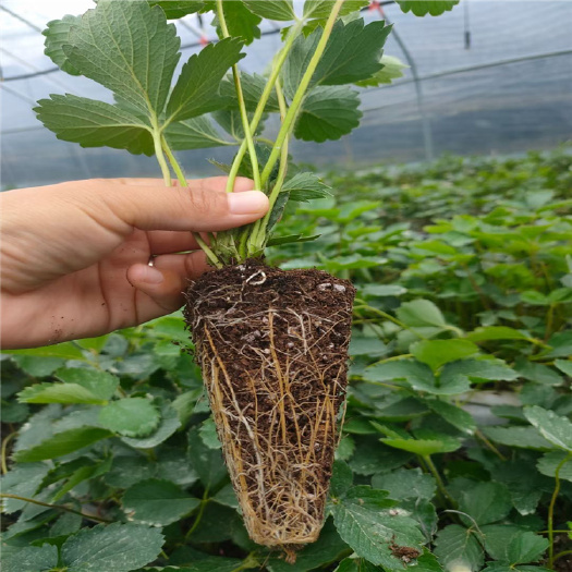 寿光市2023年天仙醉草莓苗种苗 脱毒穴盘苗 品种纯正 批发供应
