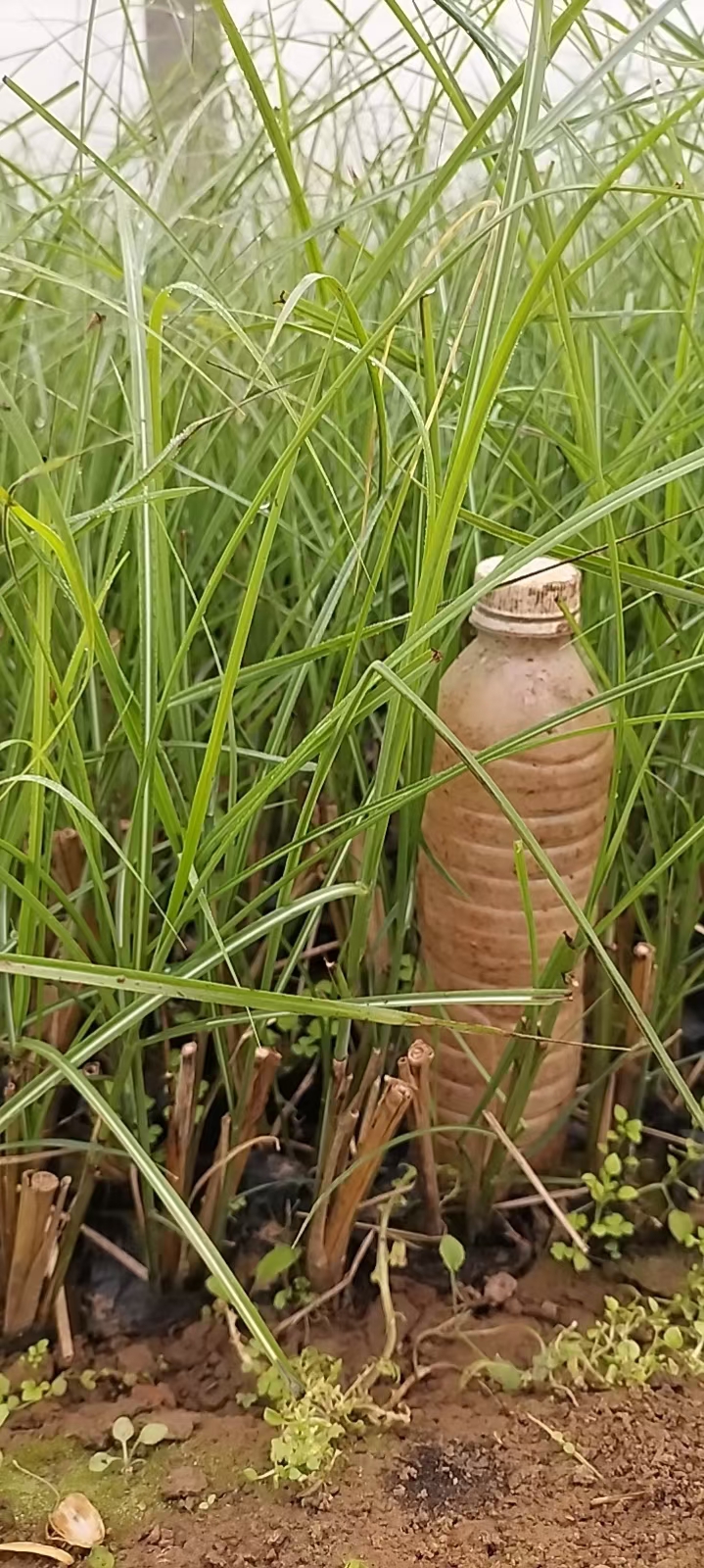 细叶芒