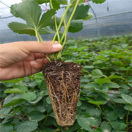寿光市2023年春季黑珍珠草莓苗种苗 品种纯正 越秀草莓种苗批发