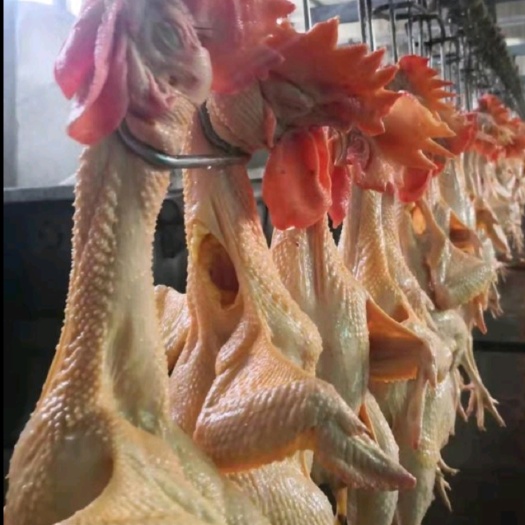 成都散养农家鸡，肉质紧致，越吃越香，营养丰富，适合大众消费