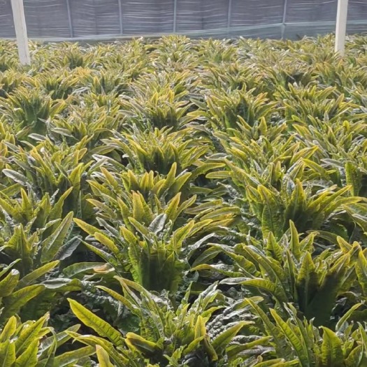 莒南县现有香莴苣十万斤，欢迎各位致电#山东省#临沂市