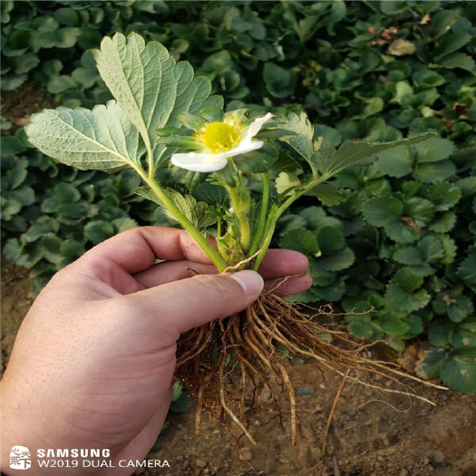 寿光市品种纯正 四季蒙特瑞草莓苗 现货批发 脱毒二代苗
