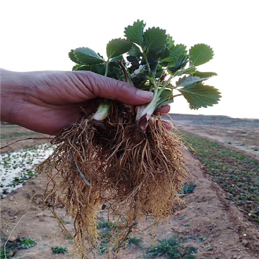 寿光市自产四季草莓苗 蒙特瑞草莓苗 圣安德瑞斯草莓苗 基地批发