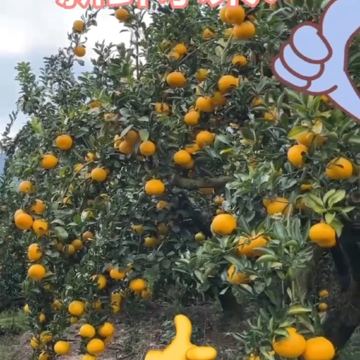 平和县橘柚