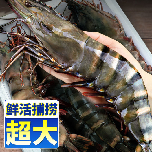 新鲜黑虎虾特大虾鲜活冷冻新鲜海捕黑虎虾海鲜虎虾斑节虾海虾