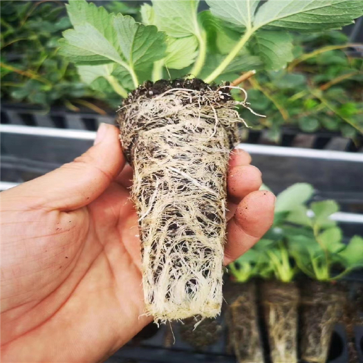 寿光市脱毒章姬草莓苗种苗 穴盘苗批发 甜宝草莓种苗自产直销