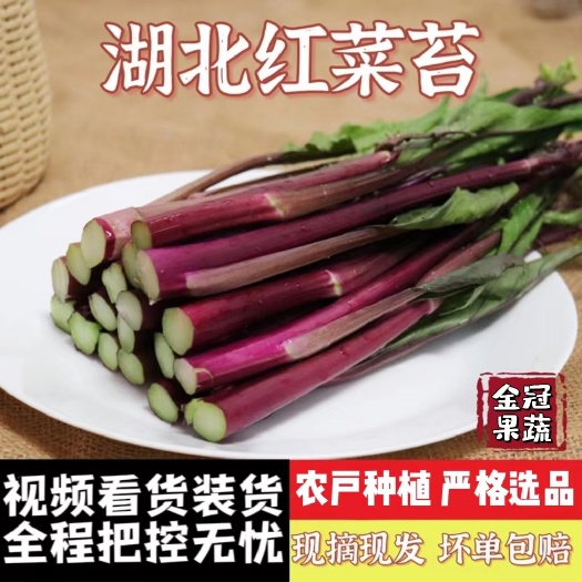湖北鲜嫩红菜苔新鲜现摘当日发货湖北红菜苔（看货装车全程可视）