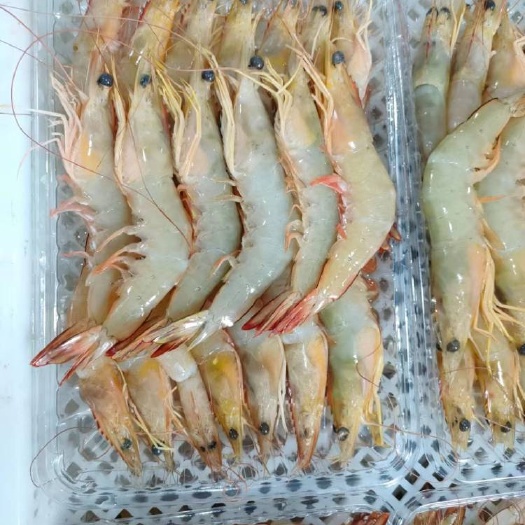 北海深海明虾 大白虾天然优质 海虾