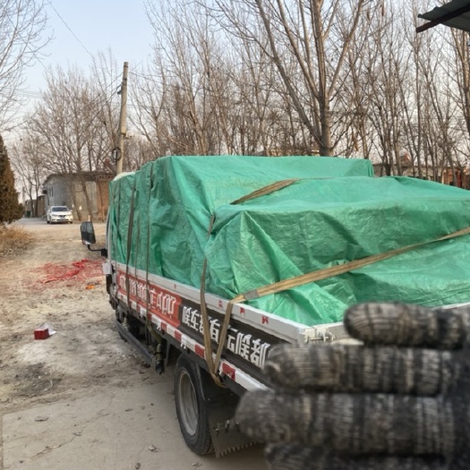 莘县秀珍菇，各种型号都有，提前联系。