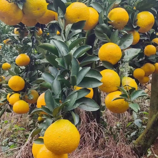 平和县橘柚