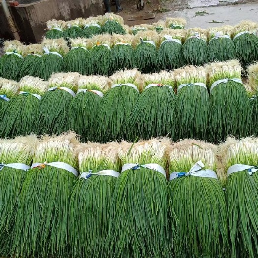 当阳市我们代收点以下货源，蒜苗，鱼腥草，胡萝卜，小葱，香菜，等等