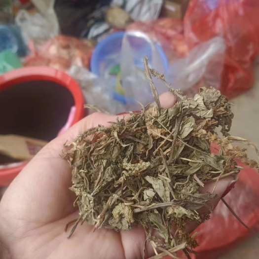 车前草片个子批发非人工种植
