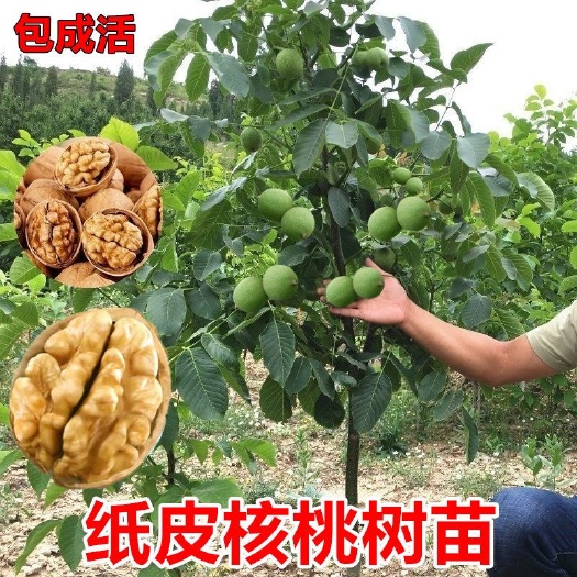 平邑县9818薄皮核桃树苗嫁接苗易成活易管理适合山地和丘陵南北方可