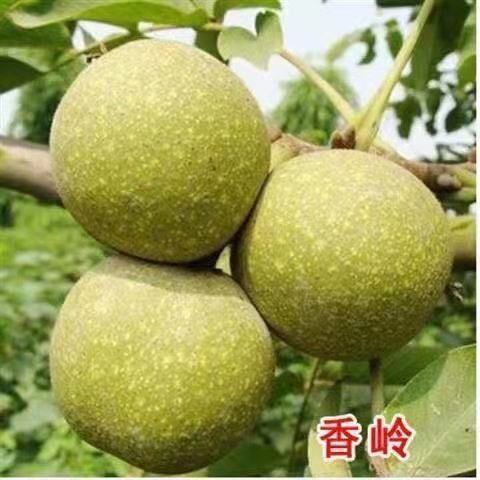 平邑县薄壳香核桃树苗薄皮一捏就开易成活易管理适合山地和丘陵抗旱