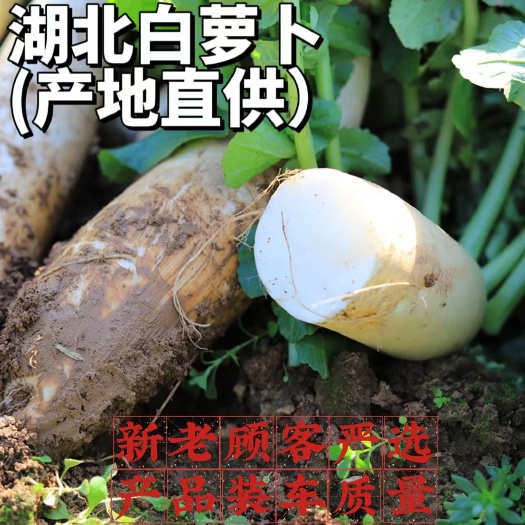 沙洋县湖北新鲜白萝卜产地直发高品质湖北白萝卜（三排、四排、五排）