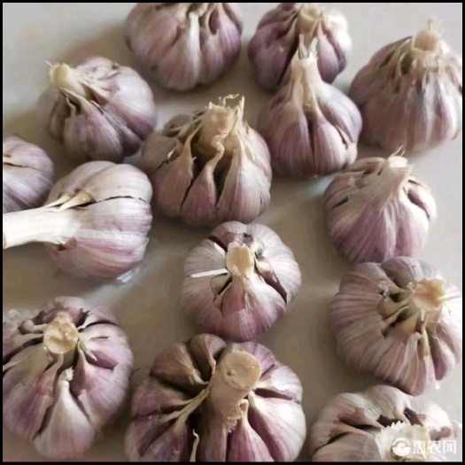 兰陵县红根蒜苗种子