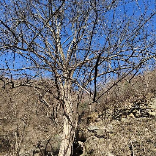 西峡县大规格山茱萸