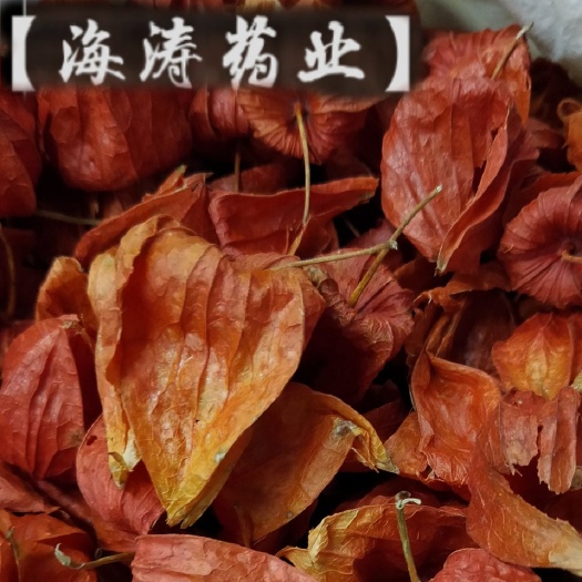 【锦灯笼】又名红姑娘灯笼草。中药材批发.质量保证规格齐全.