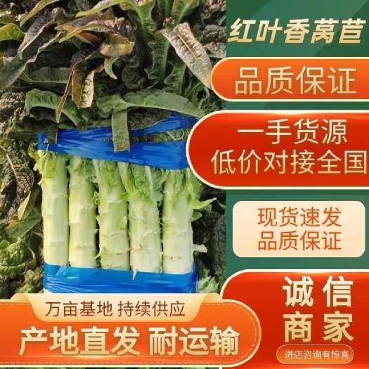 洪湖市鲜嫩红尖叶香莴苣（现采直发）
