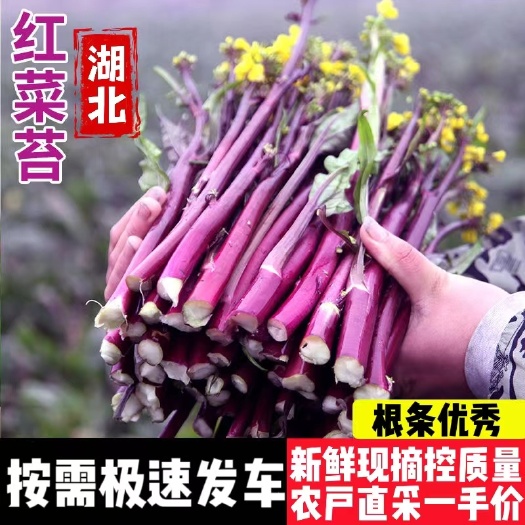 湖北新鲜红菜苔，产地直供精细化种植大量供货