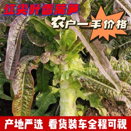 当阳市湖北当阳优质红叶莴笋新鲜直达