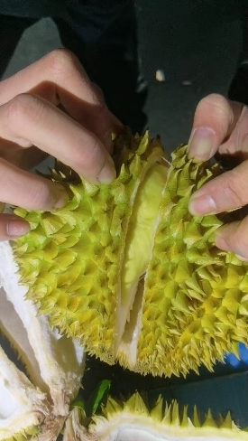 广州直发新鲜金枕榴莲 冷藏保鲜 果香浓郁 热带水果批发零售