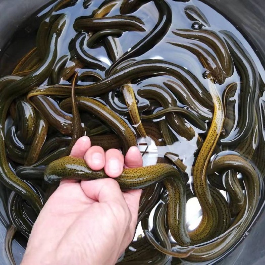 荆门黄鳝鳝鱼
