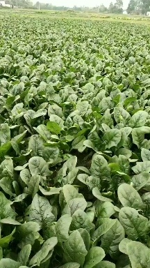 成都彭州蔬菜基地直销—菠菜