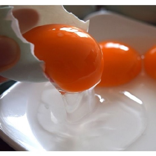 钦州广西北部湾红树林海鸭蛋新鲜蛋非咸蛋可以一件代发
