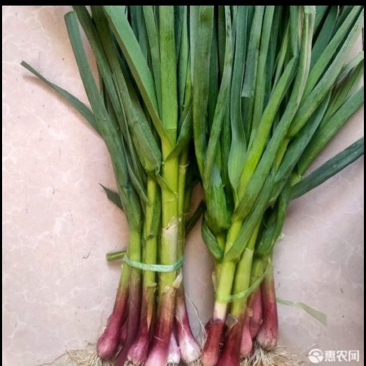 兰陵县蒜苗