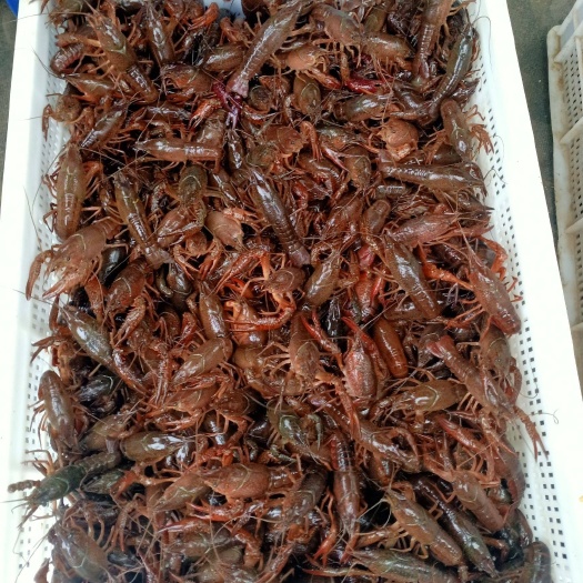 各种大小鲜活小龙虾