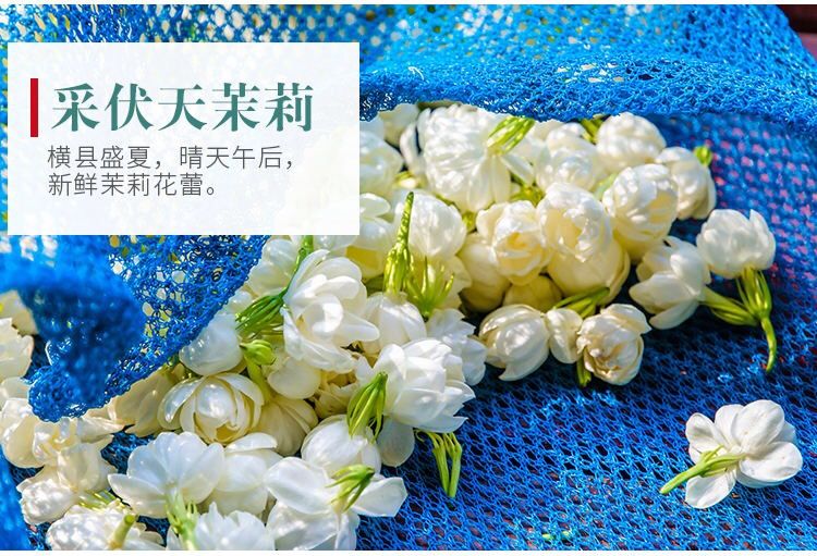 茉莉花茶 茶叶2022新茶茉莉花茶叶茉莉花茶罐装500克