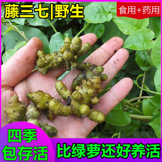 会昌县藤三七野生藤三七苗胚珠盆栽食用川七土田三七根茎爬藤盆栽易存活