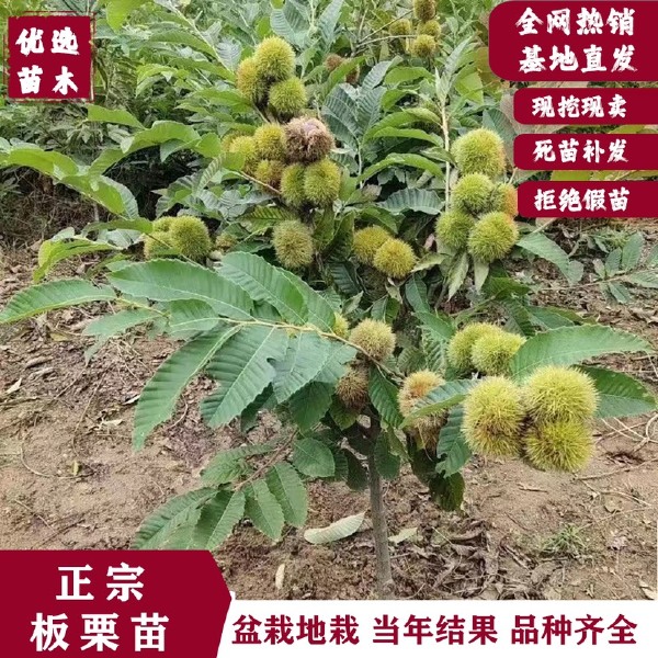 板栗树苗八月红 大红袍 珍珠 雪里红 农大 蜂窝 王中王