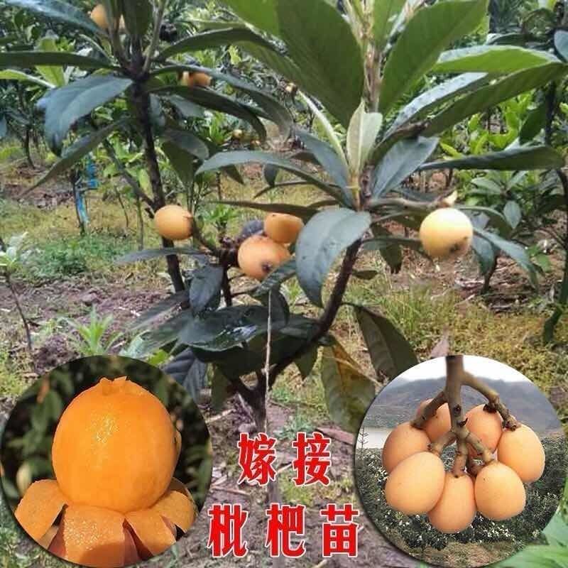 嫁接枇杷苗大五星特大无核贵妃南方北方种植盆栽地栽白玉枇杷树苗