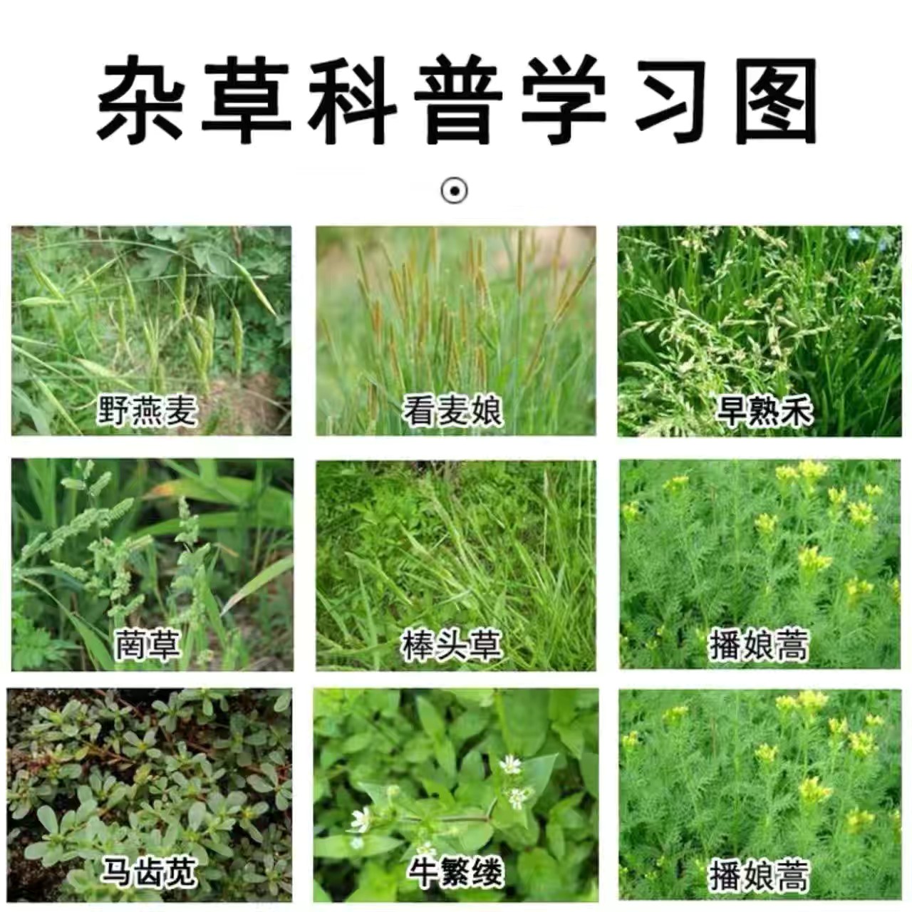 亨达美麦收小麦专用除草剂阔叶杂草小麦苗后除草剂小麦除草剂套餐