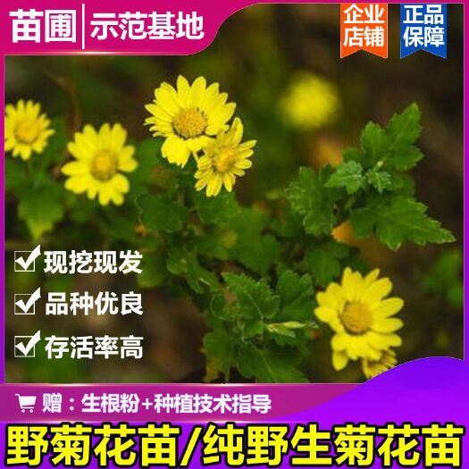 寻乌县野菊花苗 纯野生菊花树苗现挖易存活 野黄菊带老根山菊花小金菊