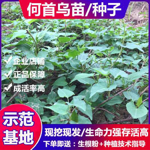 寻乌县何首乌苗 野生何首乌树苗 种子 赤首乌种苗易成活观赏盆栽中药
